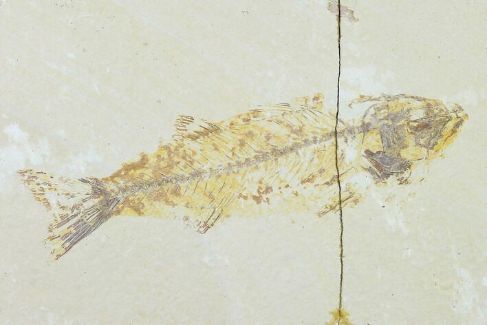 Bargain Fossil Fish (Mioplosus) - Uncommon Species - Green River #138726